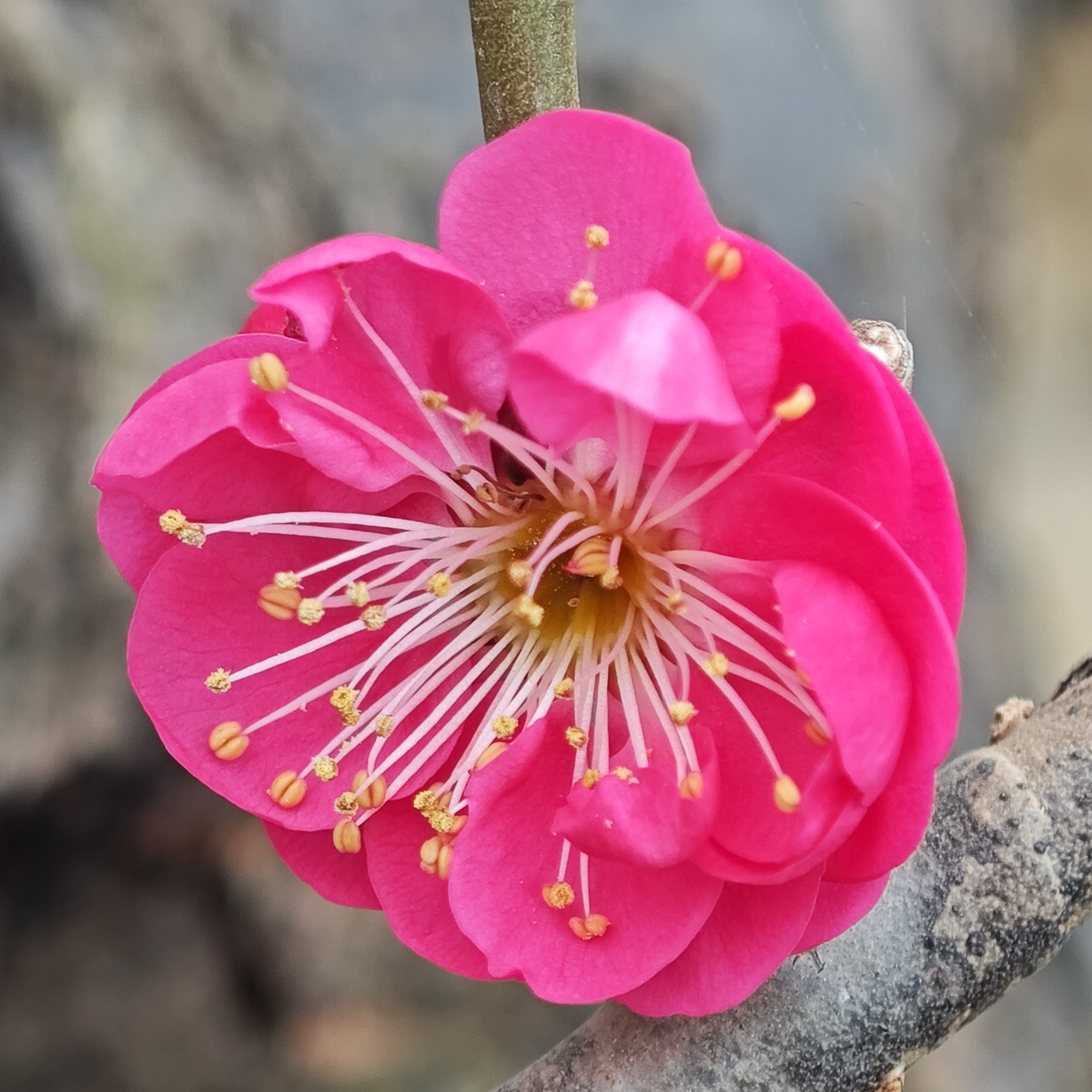 【骨里红】朱砂品种梅花盆栽庭院阳台花卉耐寒耐晒好养易活