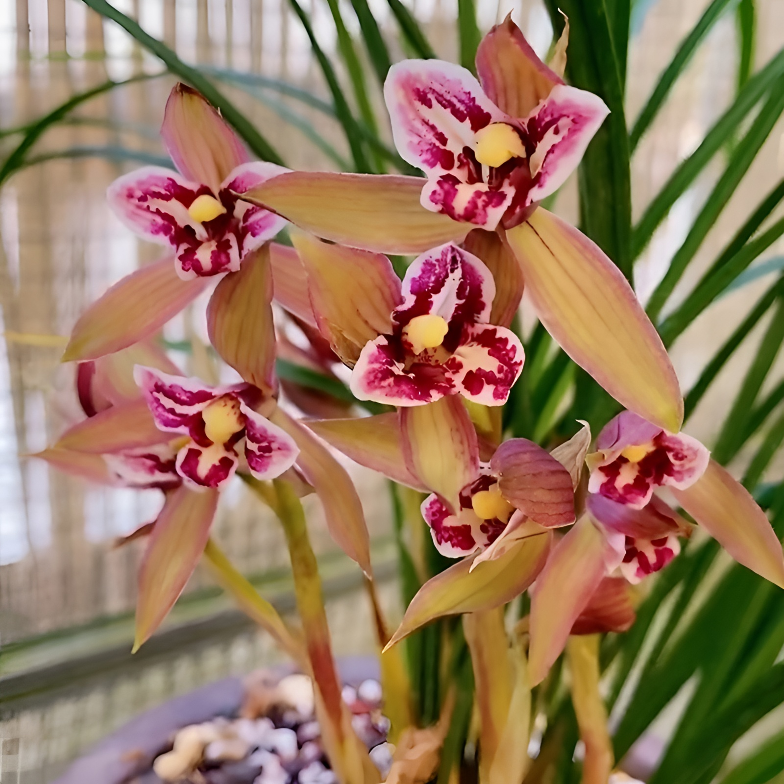 正宗兰花春剑蕊蝶王带花苞名贵浓香兰花盆栽阳台窗台客厅壮苗发货