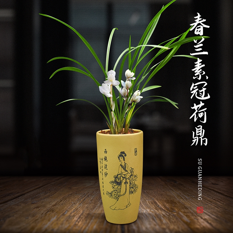 兰花春兰素冠荷鼎带花苞植物浓香好养阳台客厅盆栽兰花苗裸根