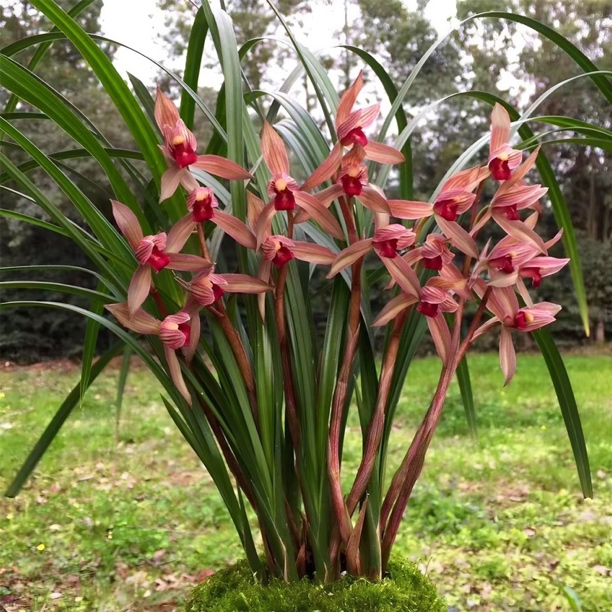 春剑柳风红素带花苞发货浓香办公室阳台窗台花卉绿植植物好养易花
