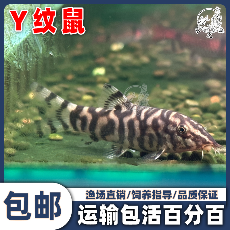 Y纹鼠鱼小型鱼沙鳅银河潜艇鼠清理底沙三间鼠翻砂底栖工具鱼活体