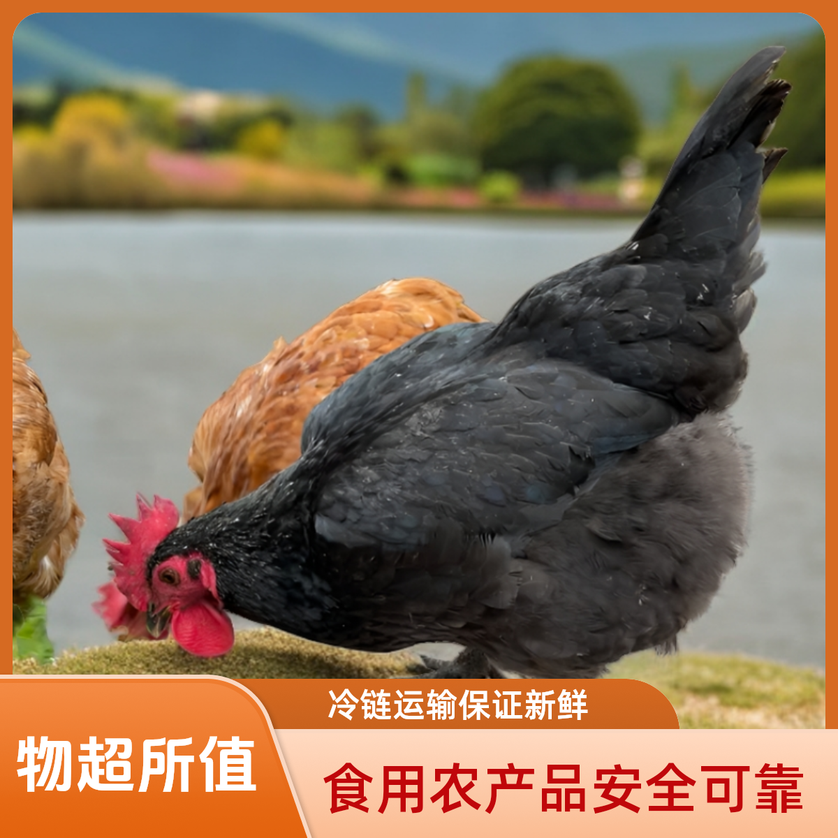 正宗农村粮食喂养土鸡 土鸭 土鹅，顺丰包邮（宰杀后不支持退款）