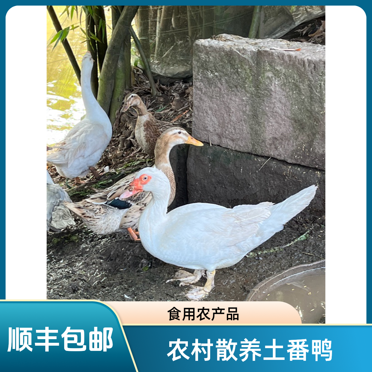 农村粮食喂养母番鸭（顺丰包邮）