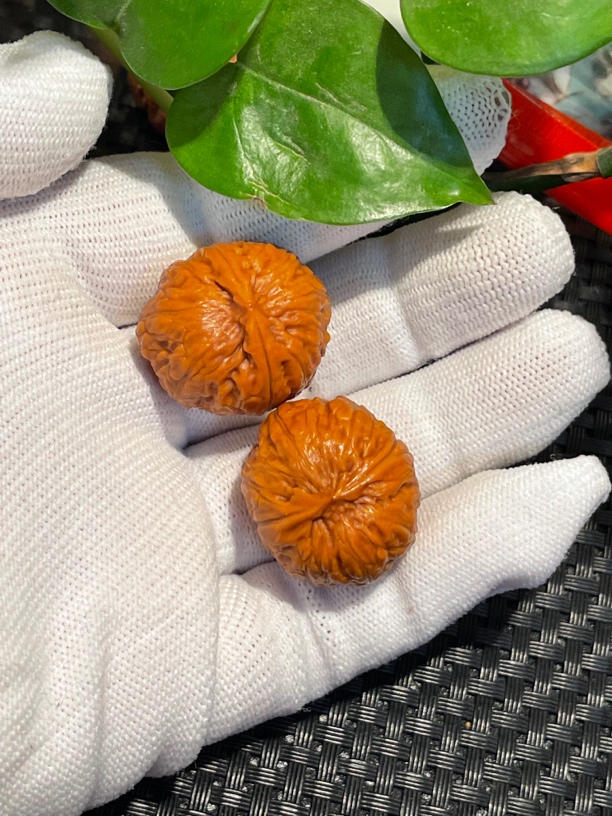 纯野生手捻  南瓜 元宝 直播专用