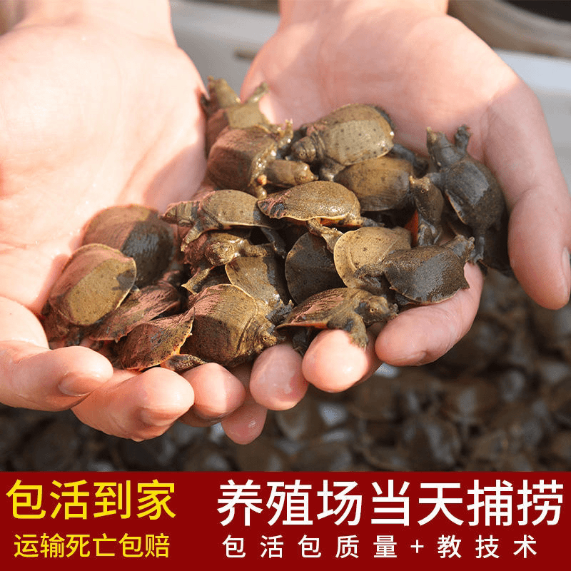 【2-4克甲鱼苗】外塘冷水养殖甲鱼苗中华鳖小团鱼原生态放健康活泼