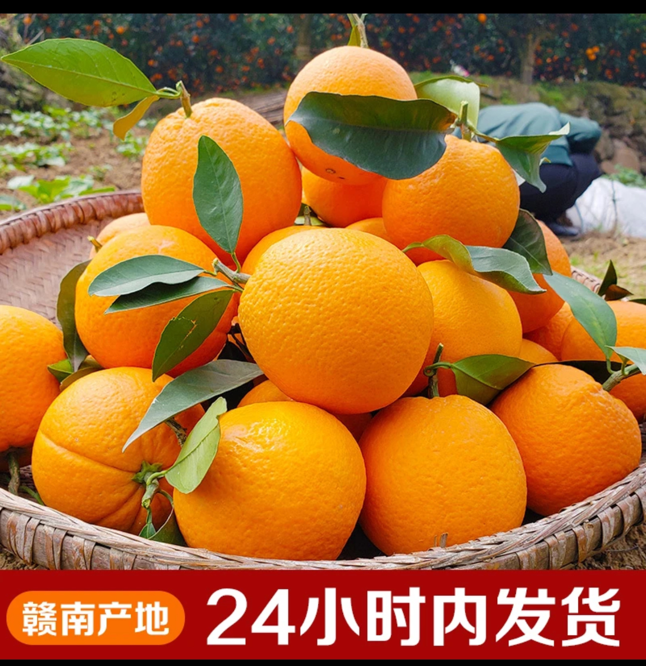 正宗赣南脐橙果园直发当季热卖水果柑橘橙子爆甜多汁坏果包赔