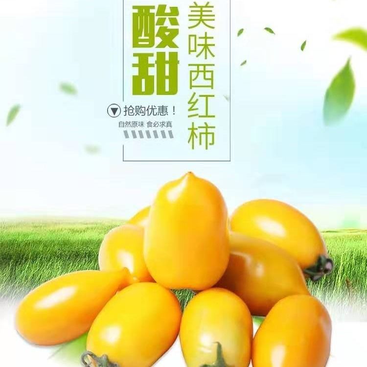 东北黄柿子奶香黄红罗曼西红柿东北特产现摘现发番茄新鲜坏果包