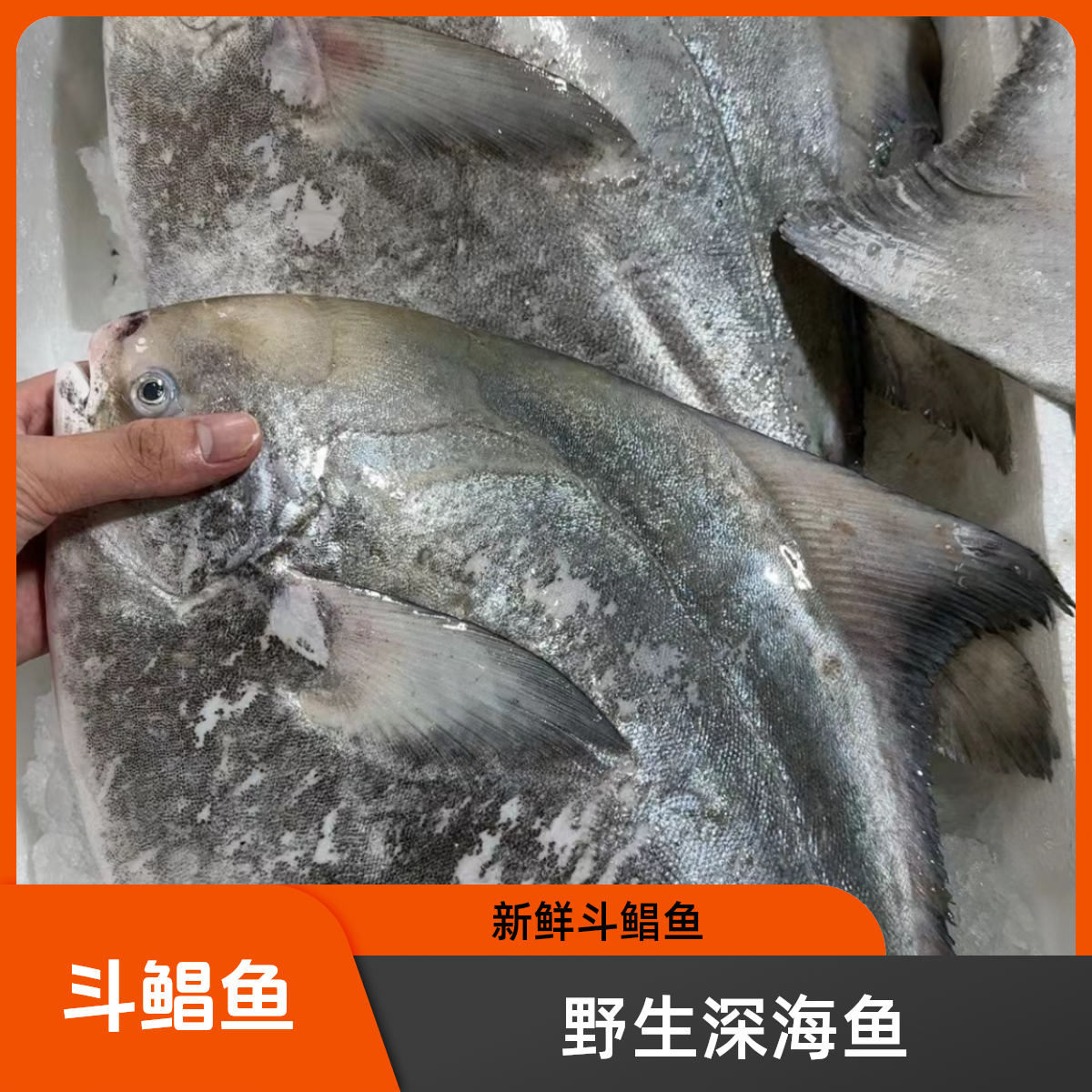 野生斗鲳鱼新鲜 深海鱼 清蒸 3-10斤顺丰冷链包邮广东湛江发货