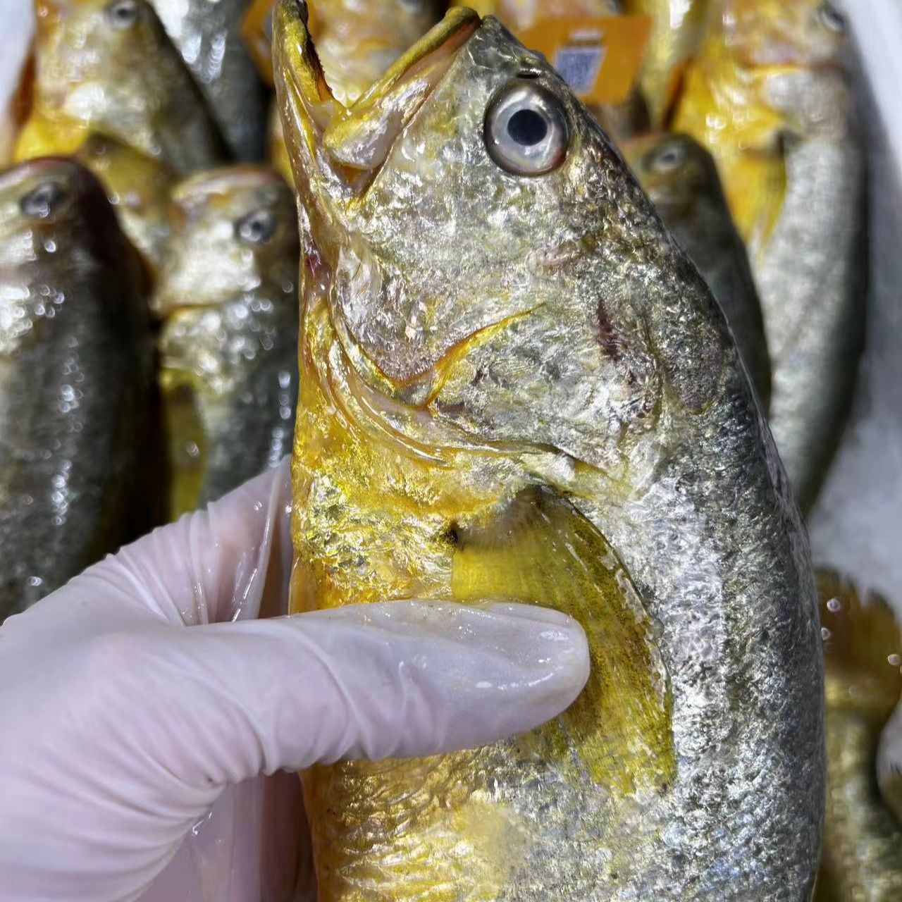 夏日尝鲜黄花鱼 肉质细嫩鲜味美 刺少肉多 高蛋白 家庭餐桌常见