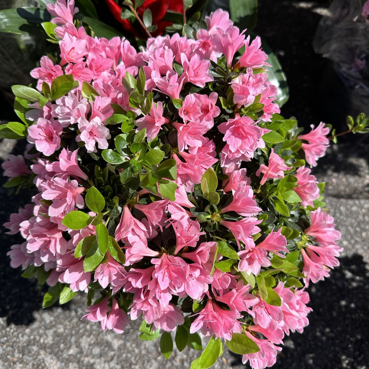 【粉妆楼&粉蜡皮】杜鹃花春娟耐寒耐热耐高温好养粉色