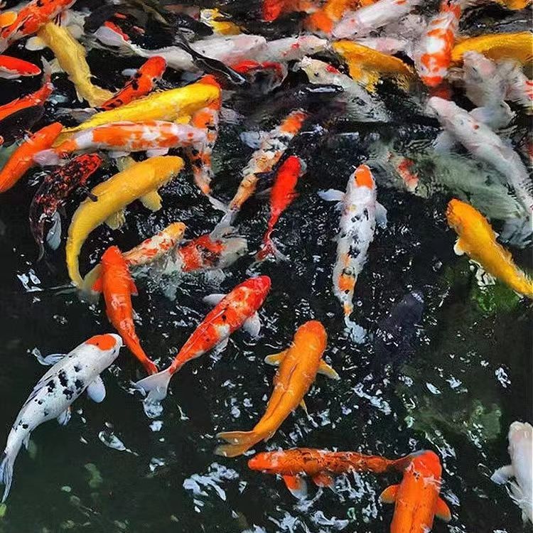  直播专用锦鲤观赏鱼冷水鱼高品质红白大正三色昭和大小公母随机