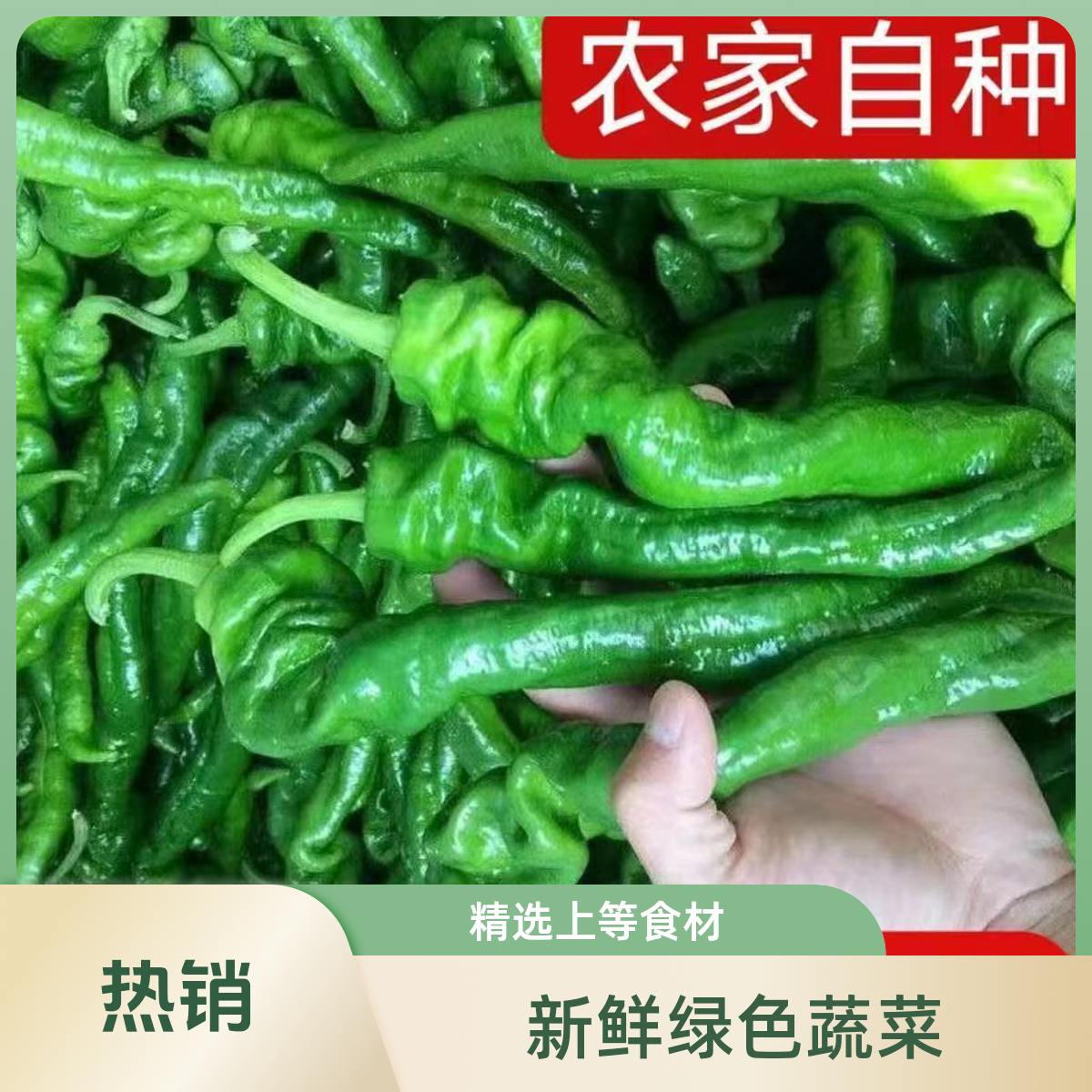 甘肃青辣椒薄皮新鲜农家蔬菜皱皮青椒虎皮辣子微辣龙椒包邮