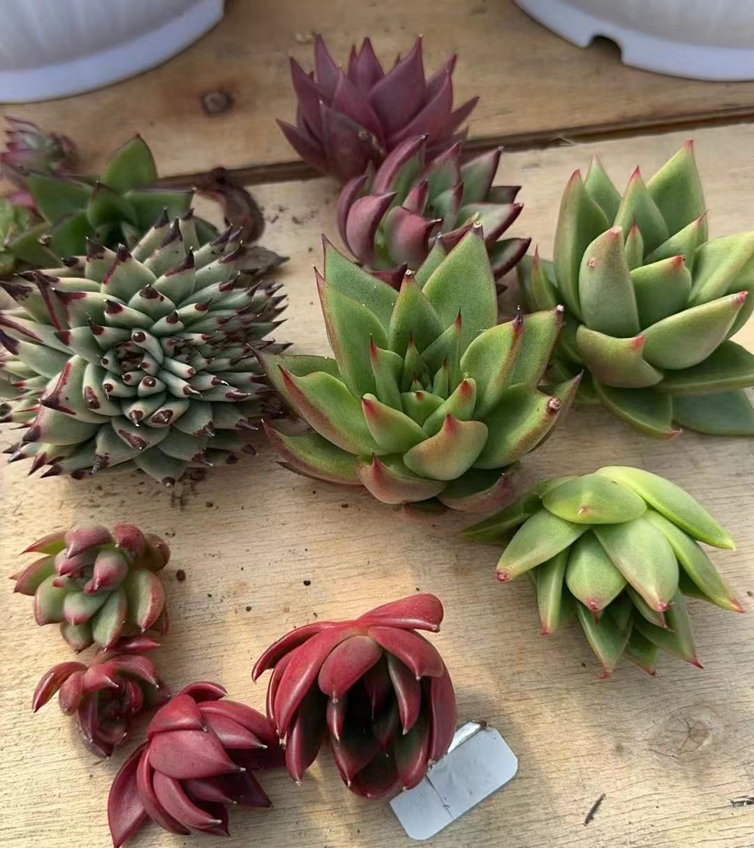 东云 原始种 侧芽专场十个一组