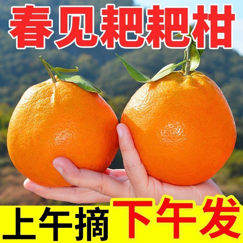 【春见耙耙柑】正宗四川眉山春见耙耙柑新鲜应季水果包邮