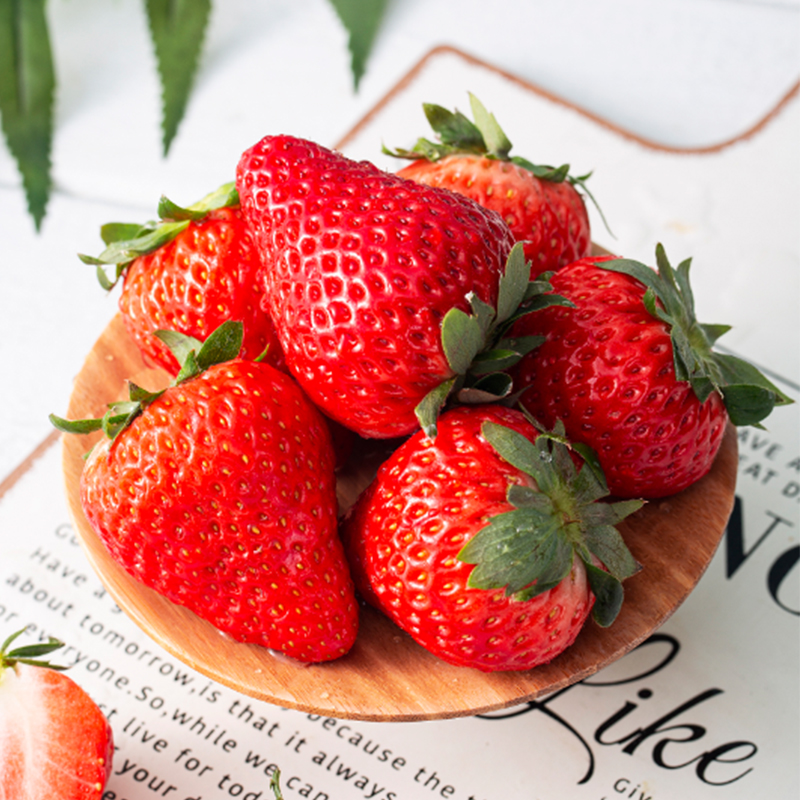 空运包邮正宗丹东九九草莓1.5/1.8斤产地直发新鲜红颜草莓