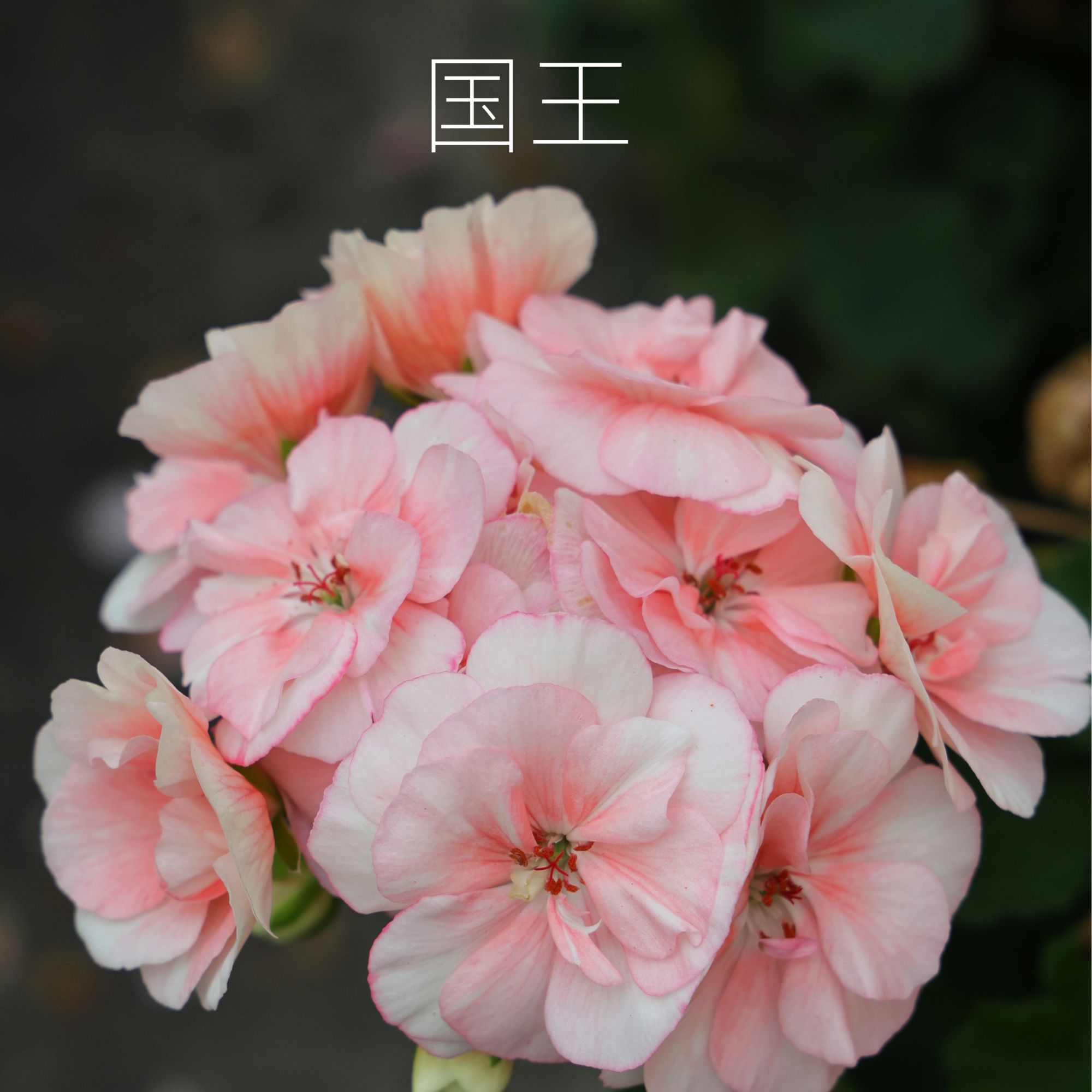 天竺葵140#（一物一拍）