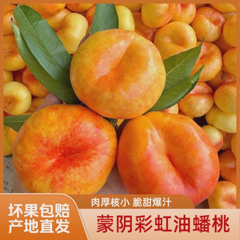 山东蒙阴彩虹油蟠桃夏日尝鲜多汁果园香甜现摘爆汁网红新鲜水果
