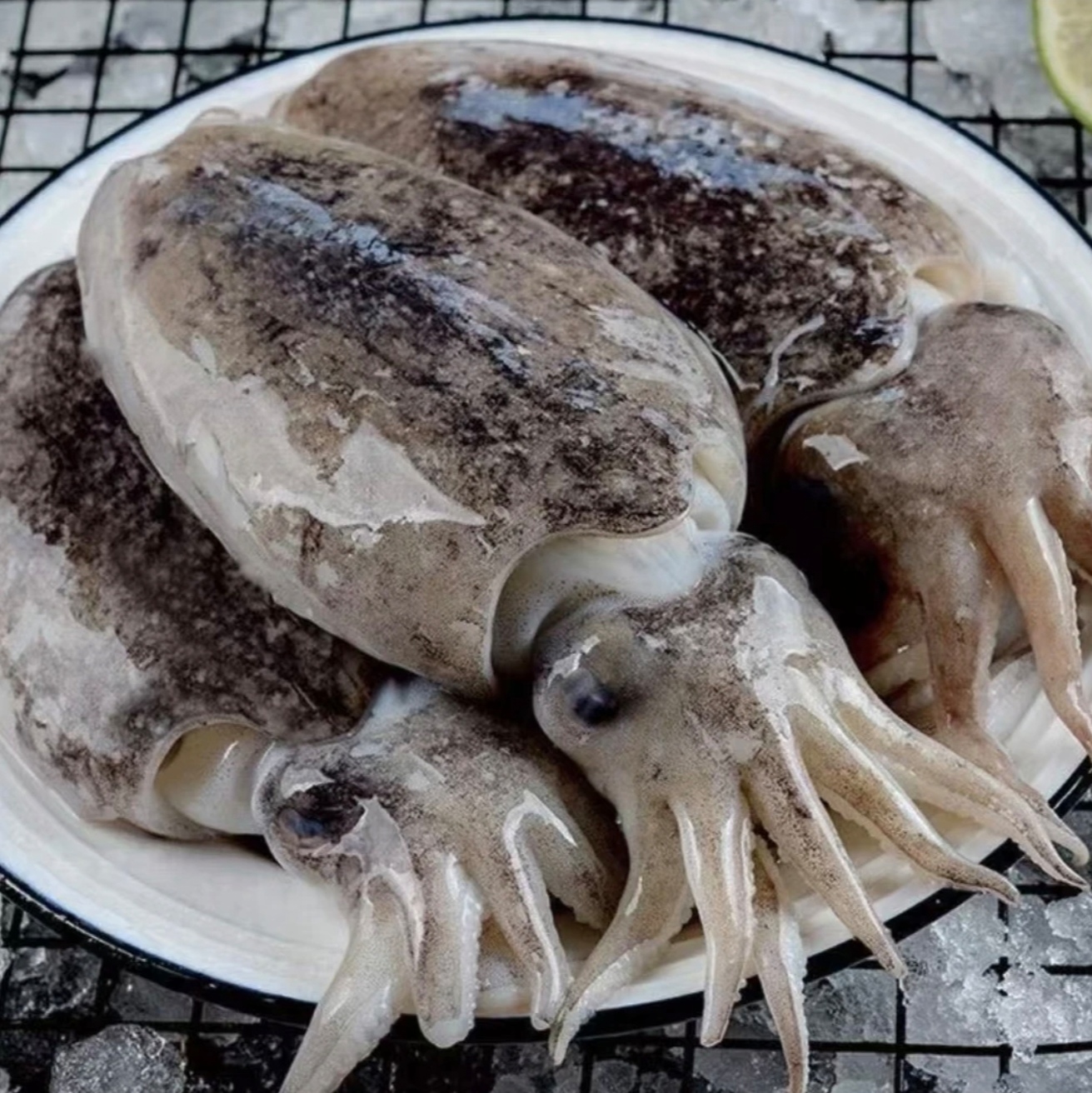墨鱼 4斤速冻后发货