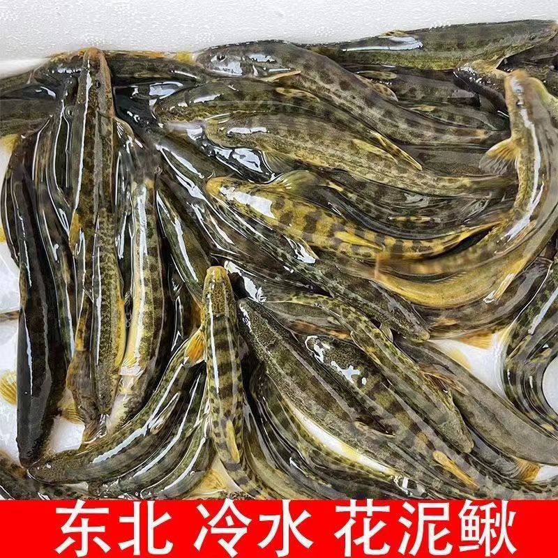 冷水花泥鳅 速冻发货