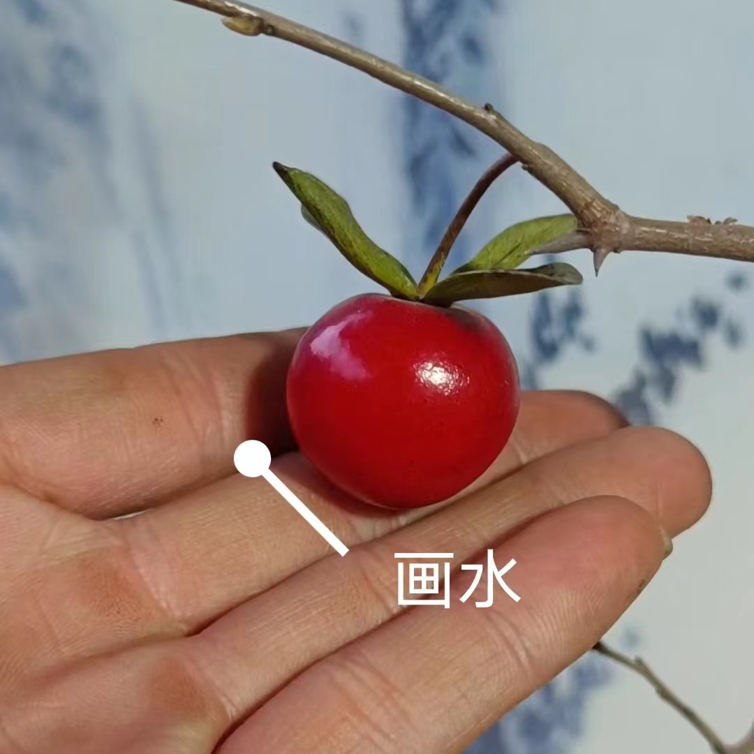 精品老鸦柿一物一拍私拍不发货。
