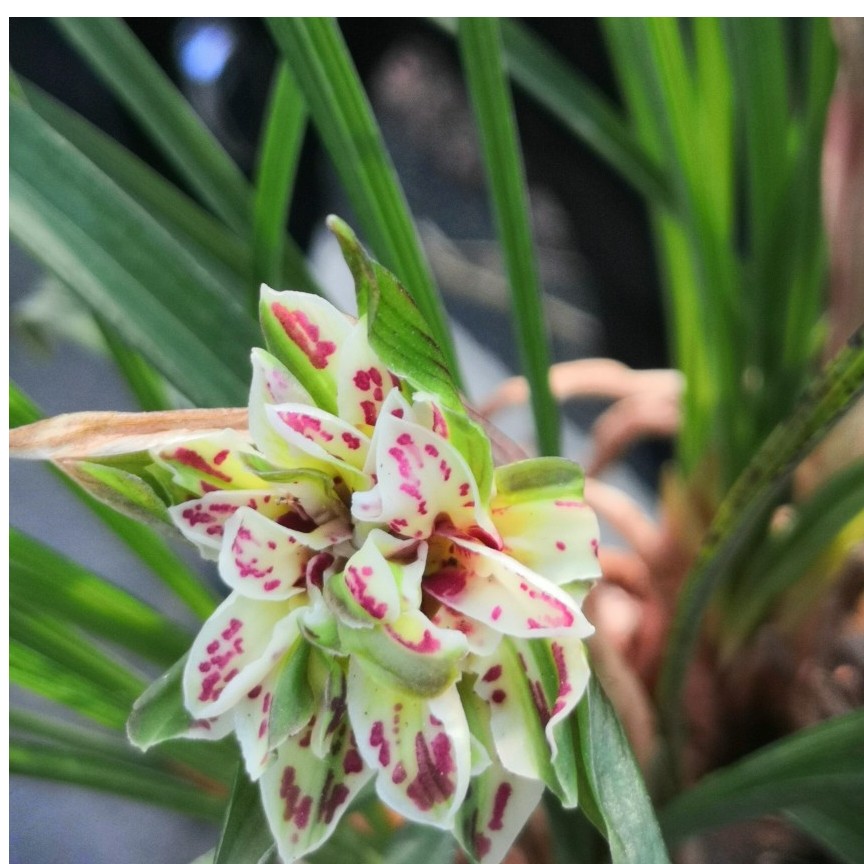直播间兰花一物一拍110～190链接美观栽培绿植春季惠兰养护绿
