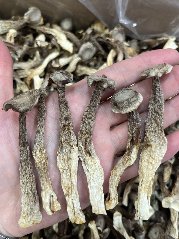 A级精品鹿茸菇 脆脆菇 鹿茸菌无硫 原香 煲汤炒菜