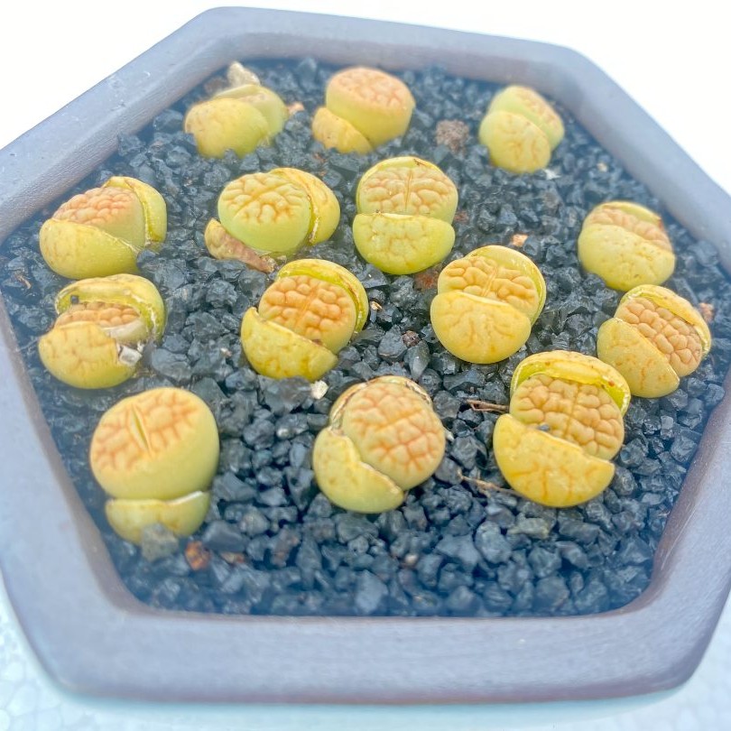 多肉夏季简单栽培生石花植物  空气净化 阳台开花小萌物耐寒晚上