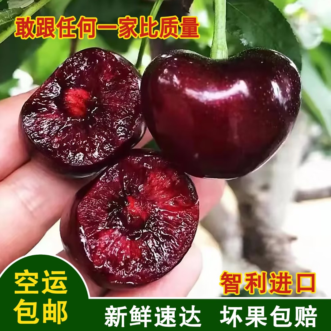 5斤甄选桑提娜智利进口车厘子新鲜水果JJJ顺丰冷链包邮5斤4010