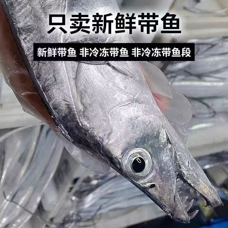 冷水海域小眼油带鱼/刀鱼/带鱼 5斤   顺丰包邮