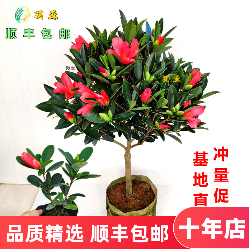 四季杜鹃红山茶花带花苞四季开花不断室内盆栽花卉新品种特惠精选