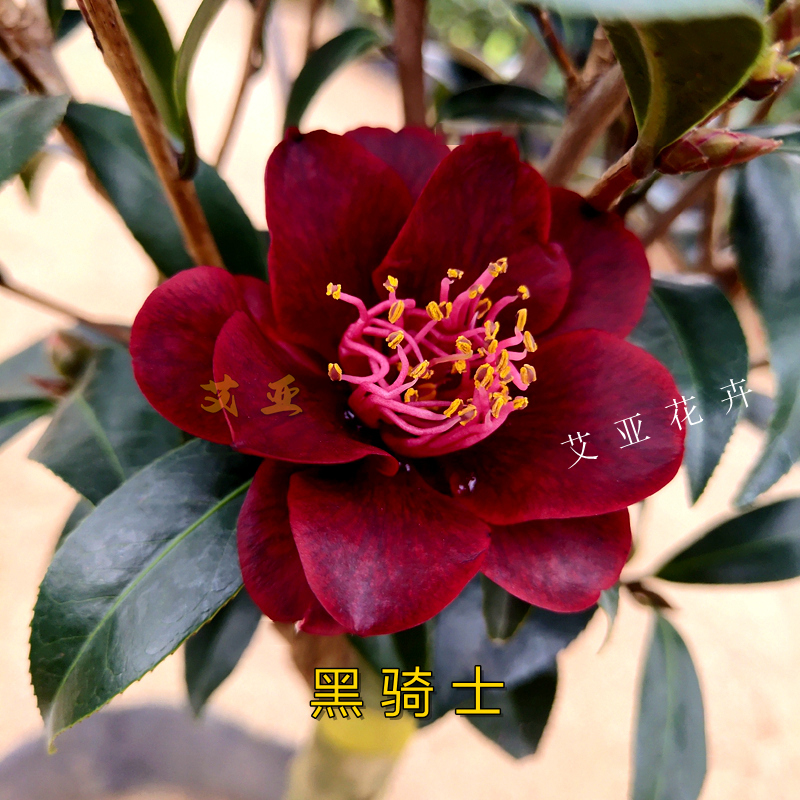 艾亚黑骑士山茶花名贵带花苞室内盆栽阳台花卉庭院绿植黑红色精选