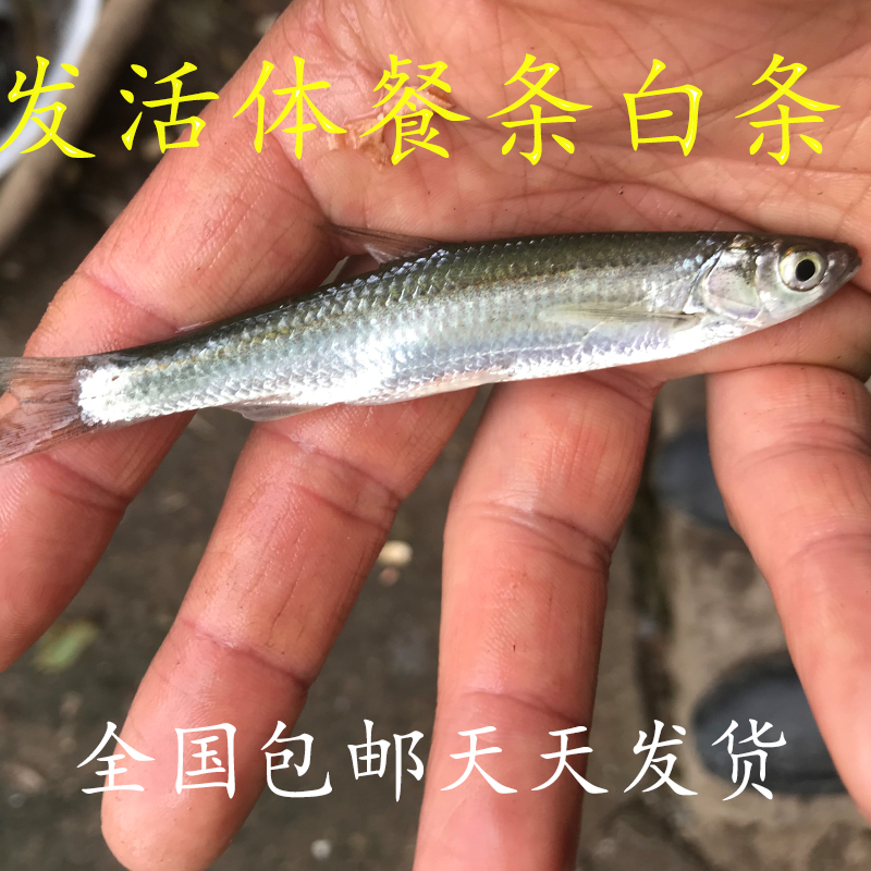 白条鱼 餐条鱼 冷水鱼 原生鱼 溪流鱼 原生观赏鱼 白条鱼包活到手