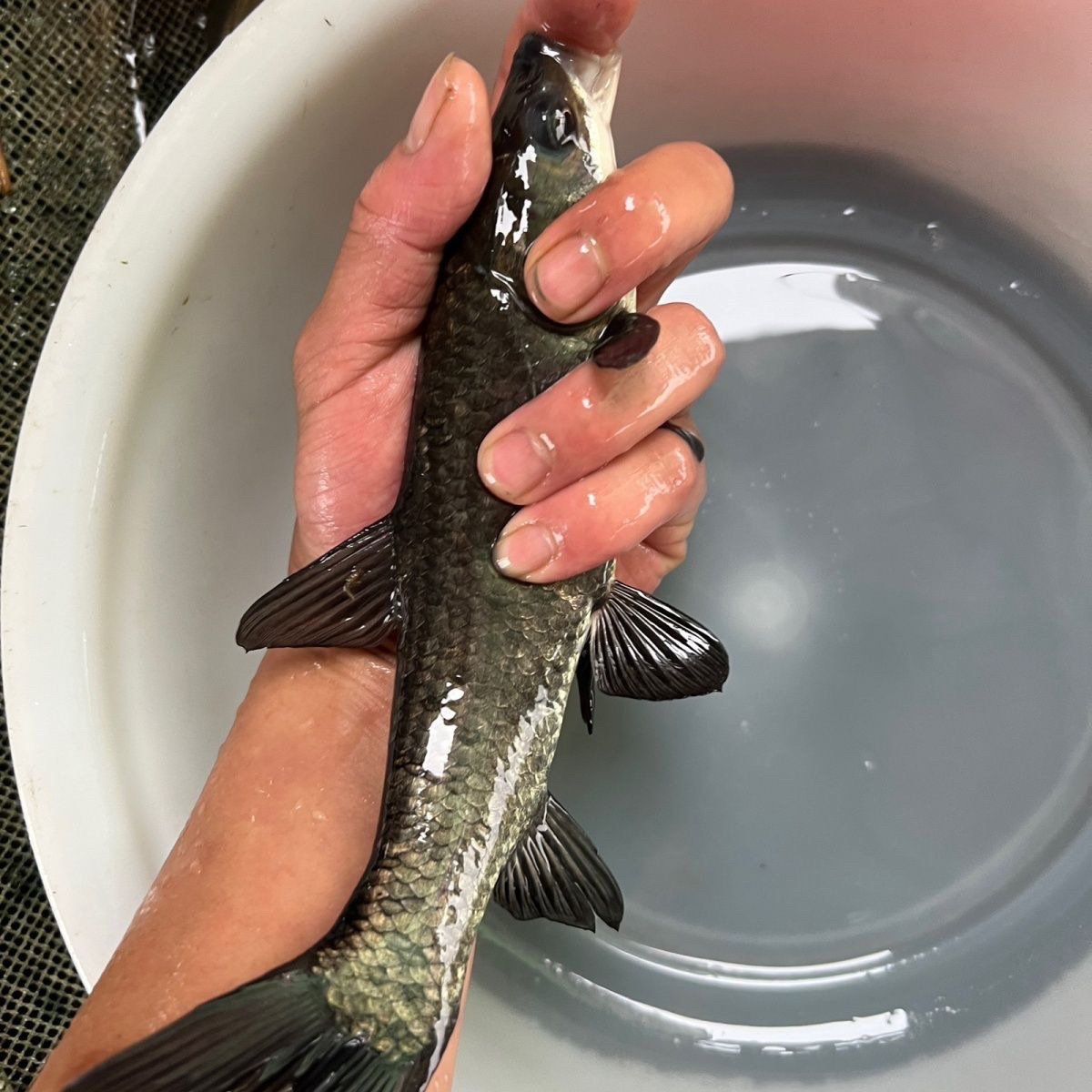 大青鱼正品鱼巨型螺蛳特大号螺丝青水库黑皖鱼食草鱼