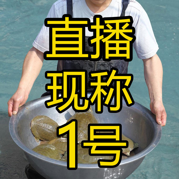 甲鱼 主播改价用多规格甲鱼外塘