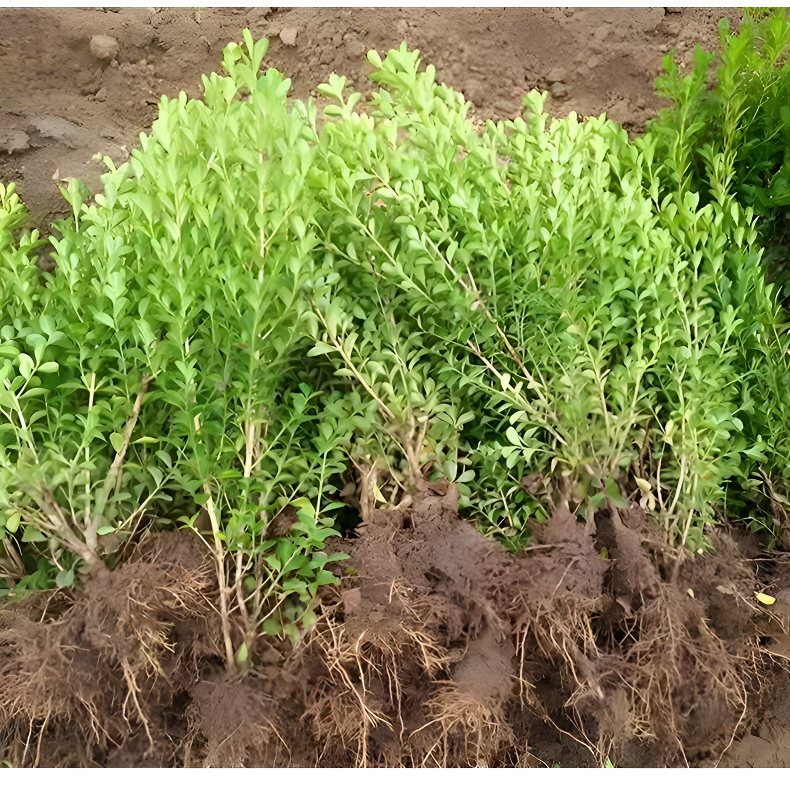 黄杨 冬青树苗耐寒耐热庭院绿化常青植物