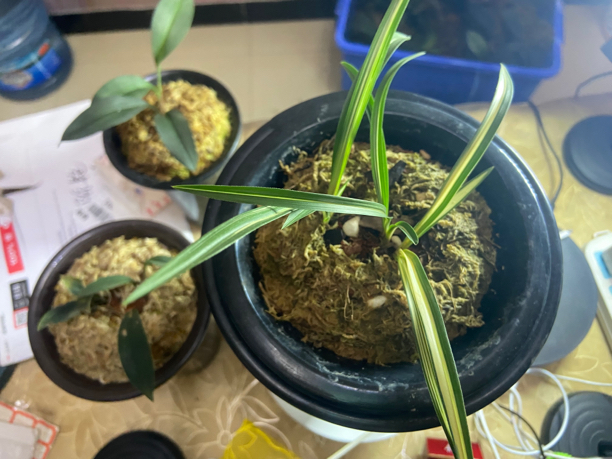 一物一拍 以实物为准 兰花盆景主播推荐