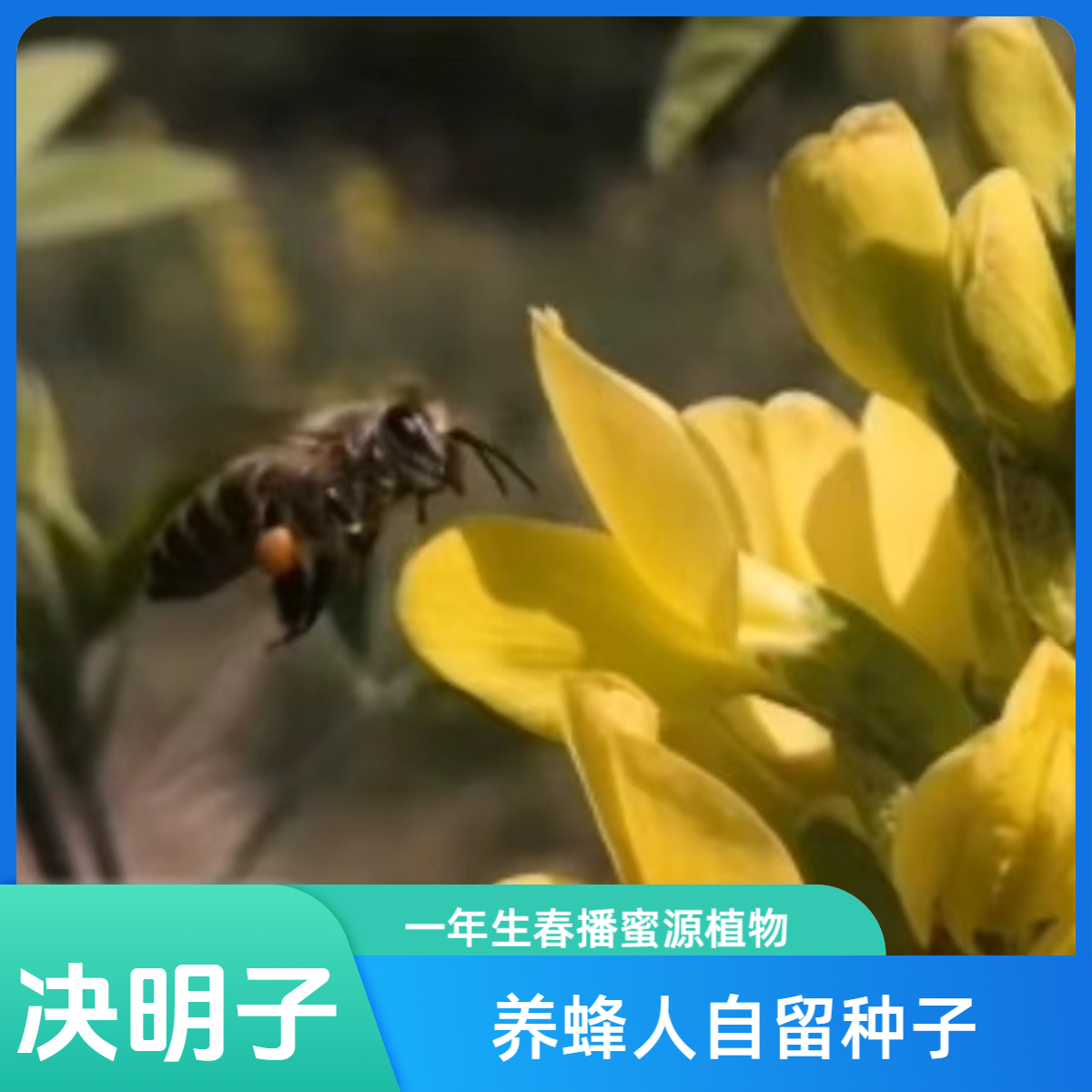 蜜源植物决明子种植养蜂人自留种子流蜜散粉一年生春播种子包邮