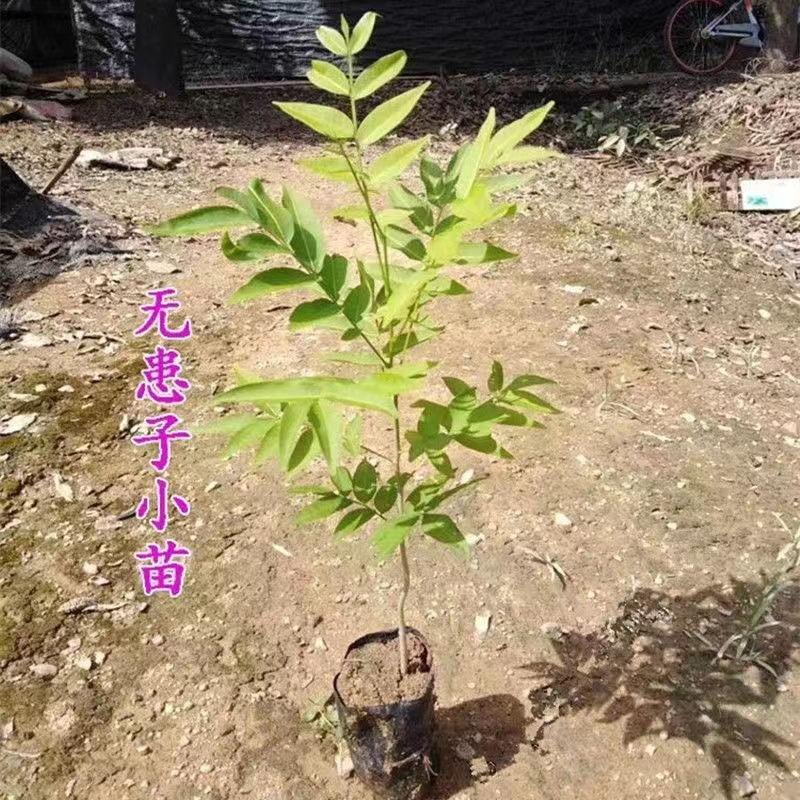 养蜂蜜源植物无患子鬼见愁6~7月流蜜散粉带土发苗包成活