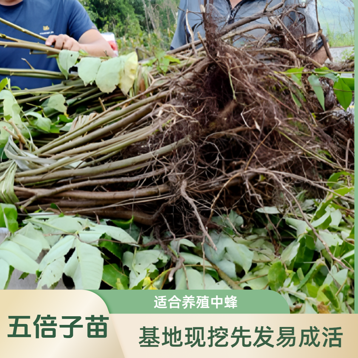 五倍子（8~9月开花）树苗春秋两播养蜂蜜源蜜蜂喜欢流蜜多好生长