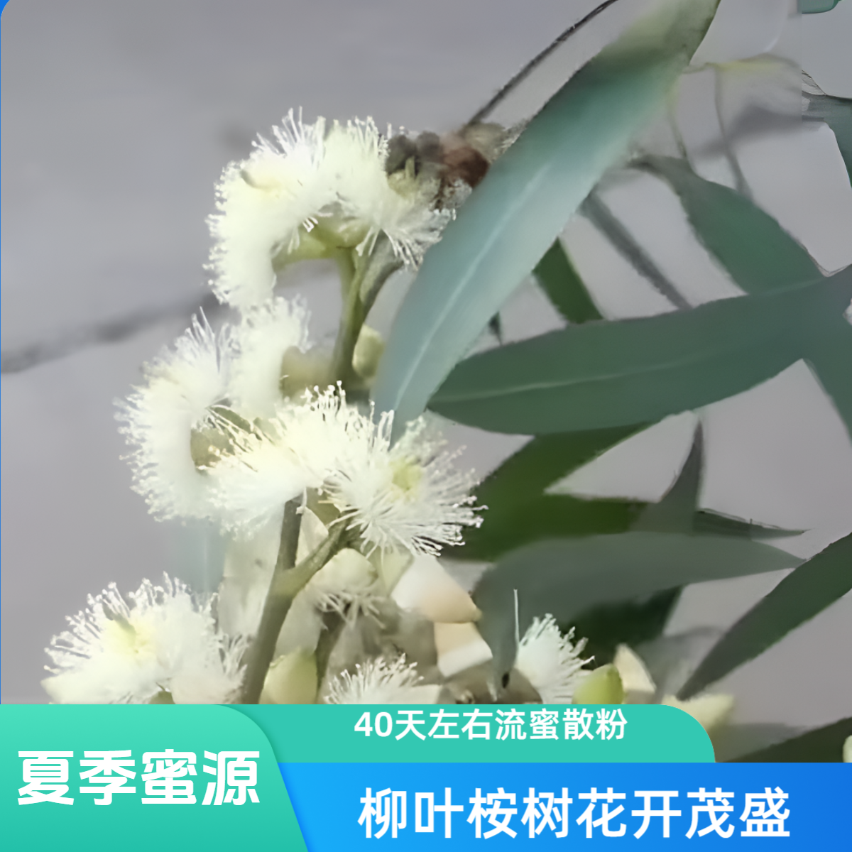 养蜂蜜源柳叶桉（5~9月）开花流蜜散粉度夏秋繁蜜蜂口粮养蜂人需要