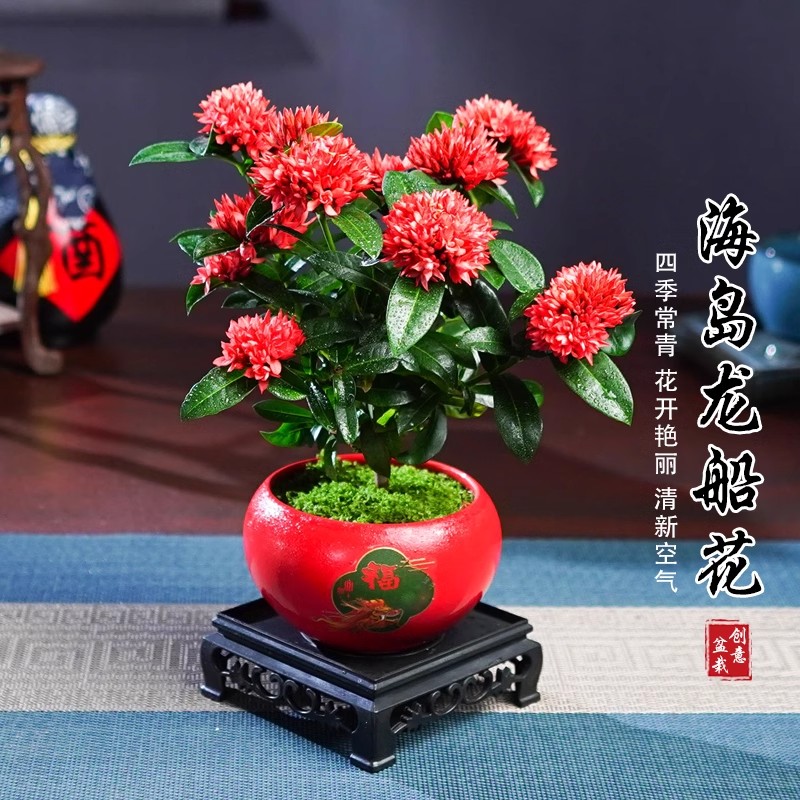 A海岛龙船花盆栽带花苞绣球花苗阳台庭院四季开花植物客厅好养