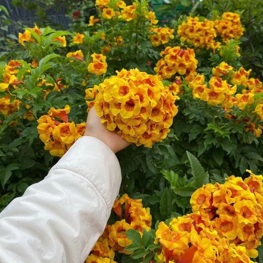 【橙钟花老桩】新品珍贵植物浓香盆栽花卉耐寒耐热多年生