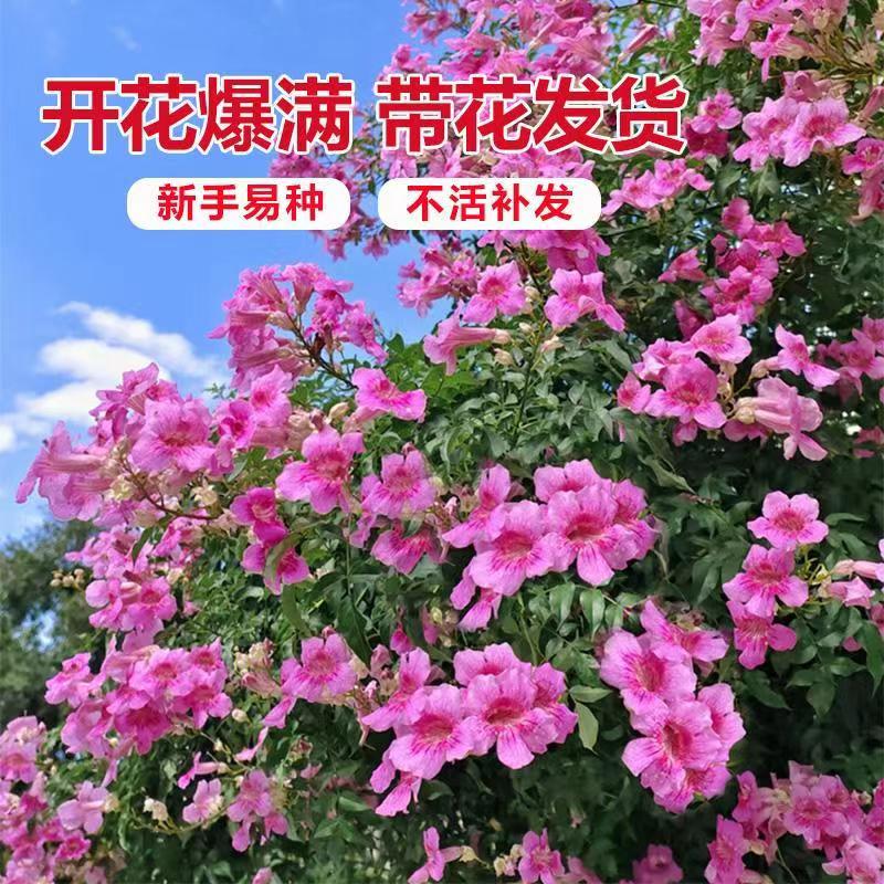 【非洲凌霄花】耐冷庭院花园木本植物爬藤大型成活率耐热粉嫩娇艳