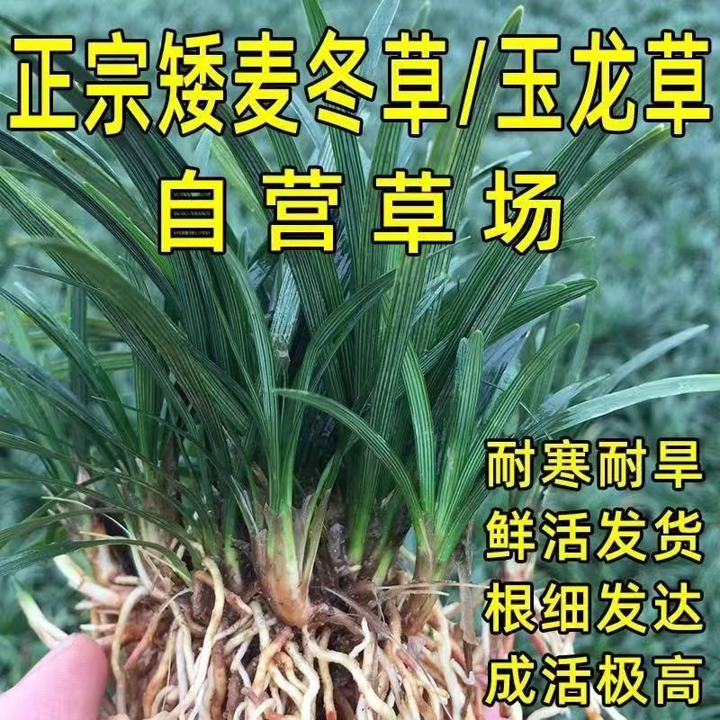 日本麦冬草玉龙草苗皮花卉种植苗子植物
