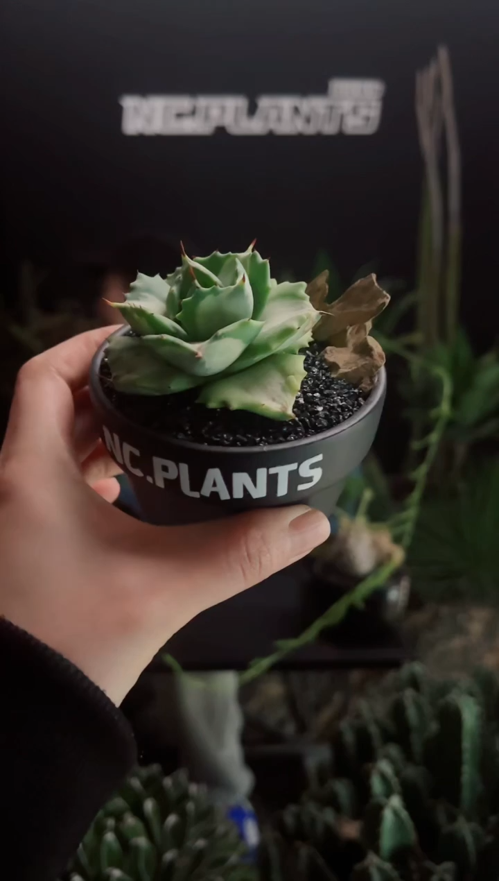 【闪购商品】王妃雷神白中斑