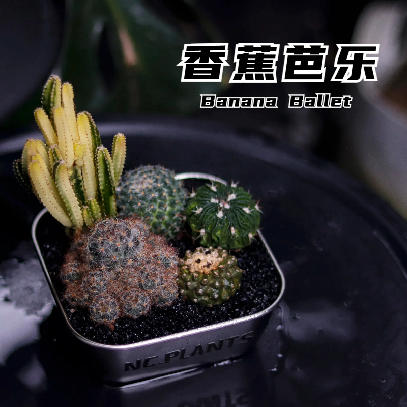 【NC.PLANTS 香蕉芭乐】加热包发货 | 5种沙漠植物组合 | 成品带盆