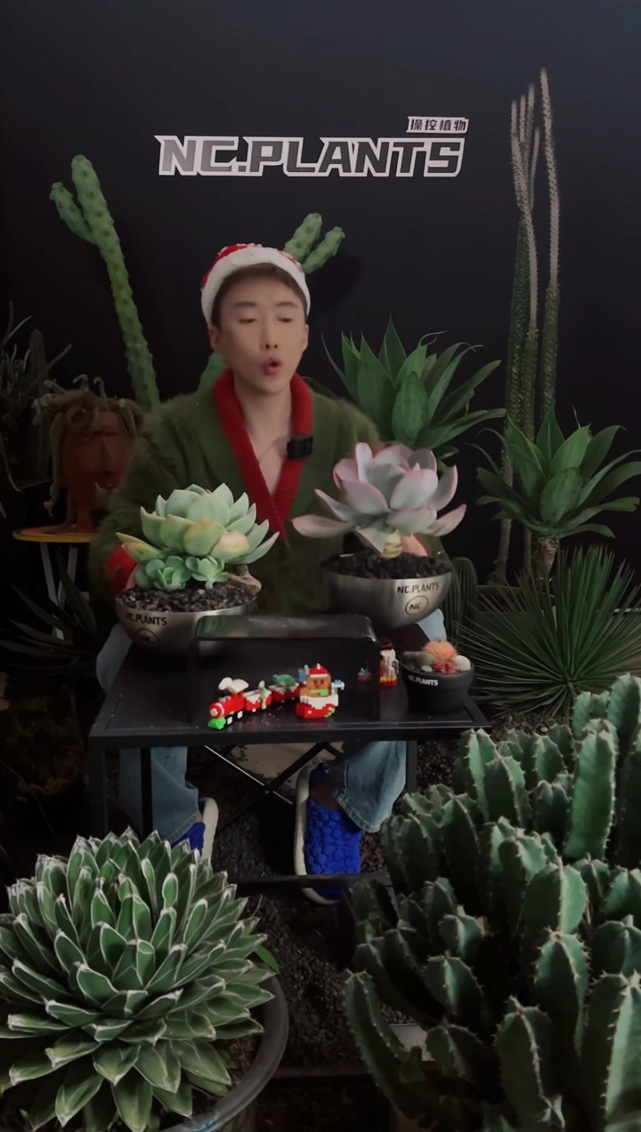 【闪购商品】浮力白凤