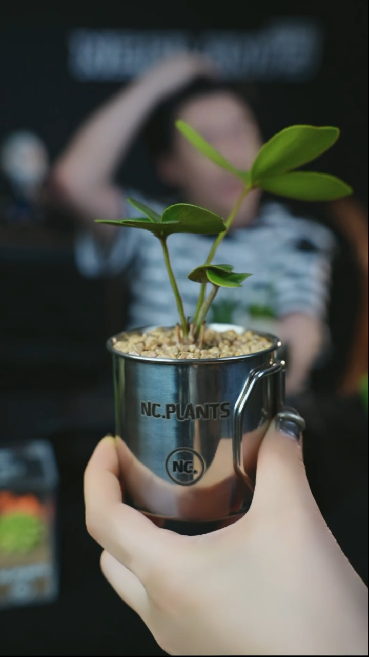 【闪购商品】四叶草