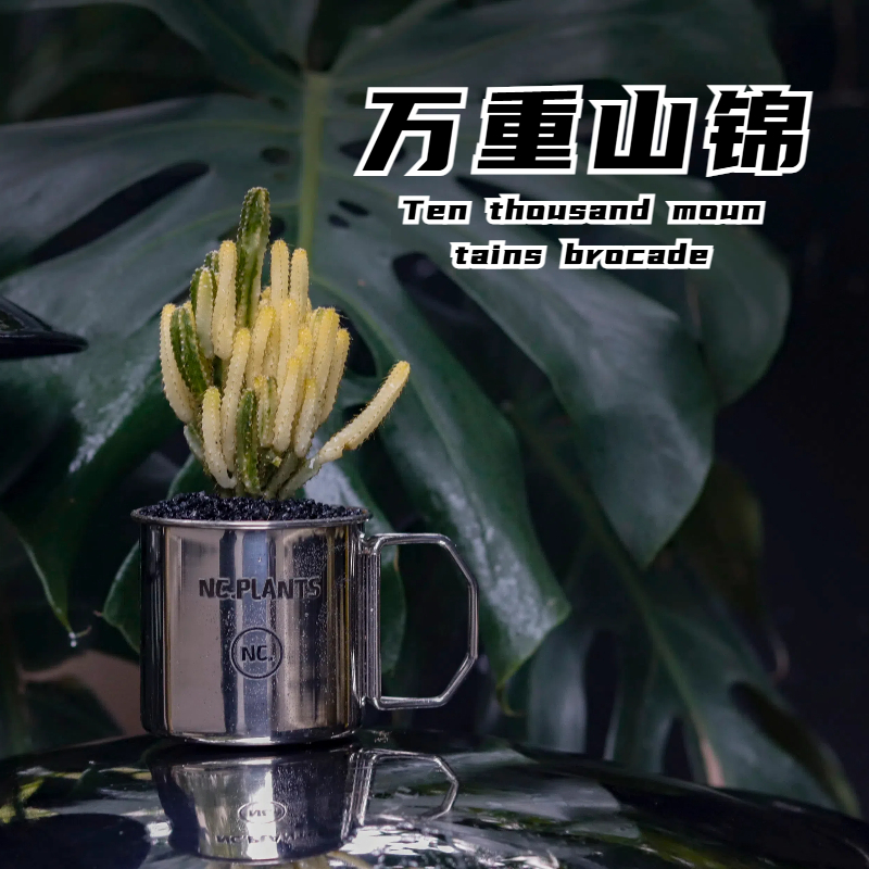 【NC.PLANTS 万重山锦】加热包发货 | 新品浮力 | 桌面盆栽 | 成品