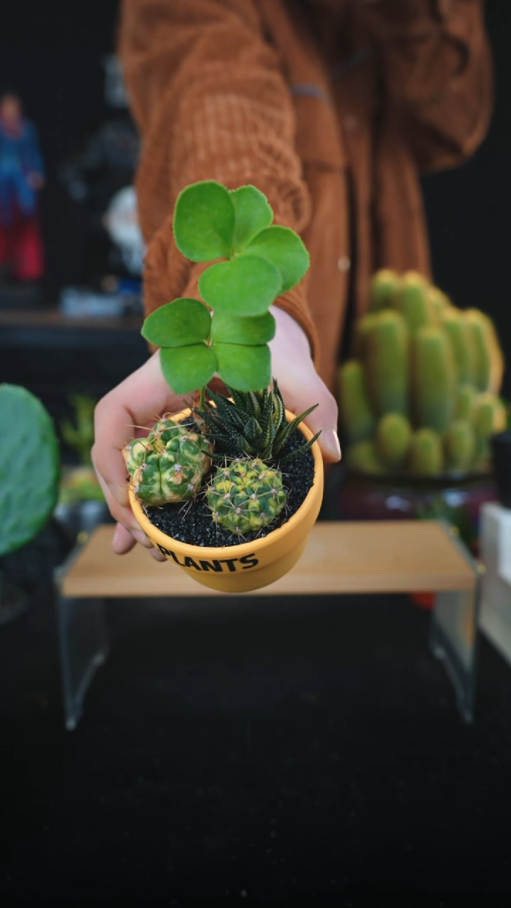 【闪购商品】幸运草